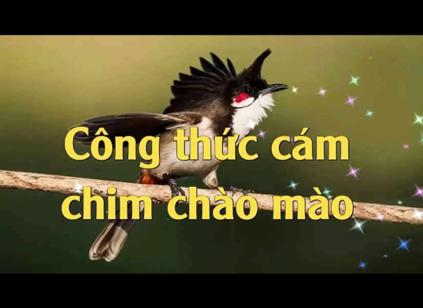 Chào mào vàng đầu đen – Wikipedia tiếng Việt